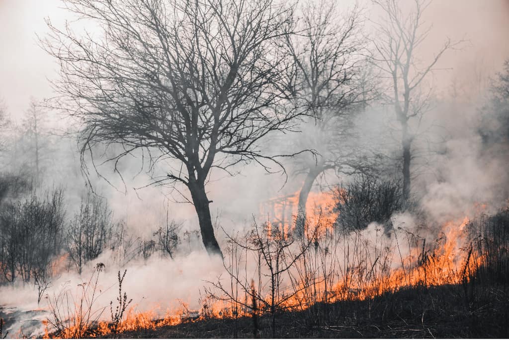 Smoke drifting through trees during a surface fire